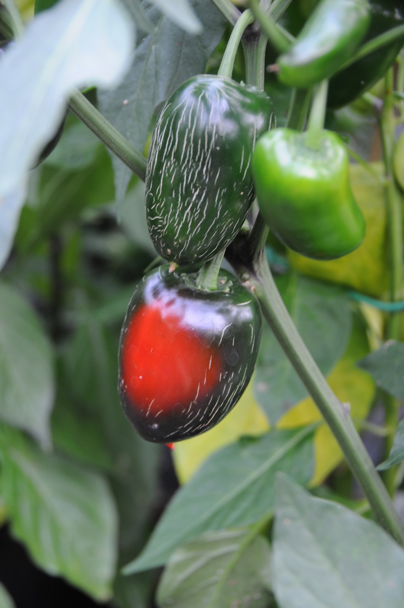 Biker Bill’s Jalapeno – C. annuum - Billede 2