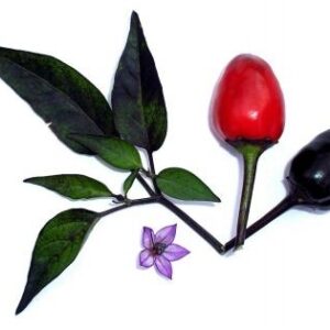 Black Namaqualand - C. annuum