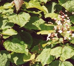 Almindelig Trompet Krone - catalpa Bignonioides