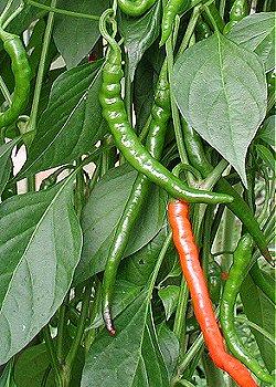 Cayenne long slim - C. annuum - Billede 2