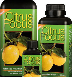 GT Citrus Focus 1 Liter