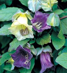 Klokkeranke - Cobaea scandens Blue