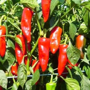 Espelette - C. annuum