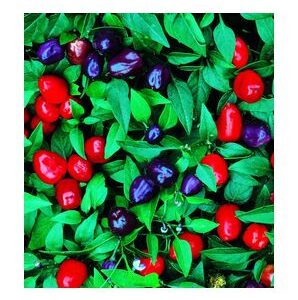 Filius Blue - C. annuum