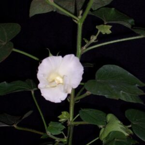 Bomuld - Burunda - Gossypium Hirsutum