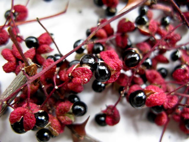 Szechuan Peber - Zanthoxylum simulans - Billede 2