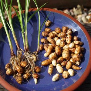 Jordmandel - Cyperus Esculentus