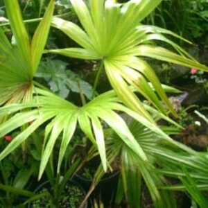 Storbladet Hørpalme - Trachycarpus latisectus