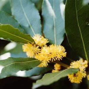 Ægte Laurbær (Laurus nobilis) FRØ