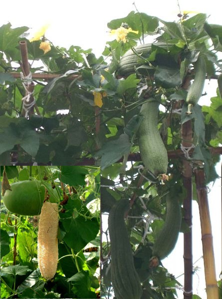 Svampeagurk - Luffa Cylindrica - Billede 2