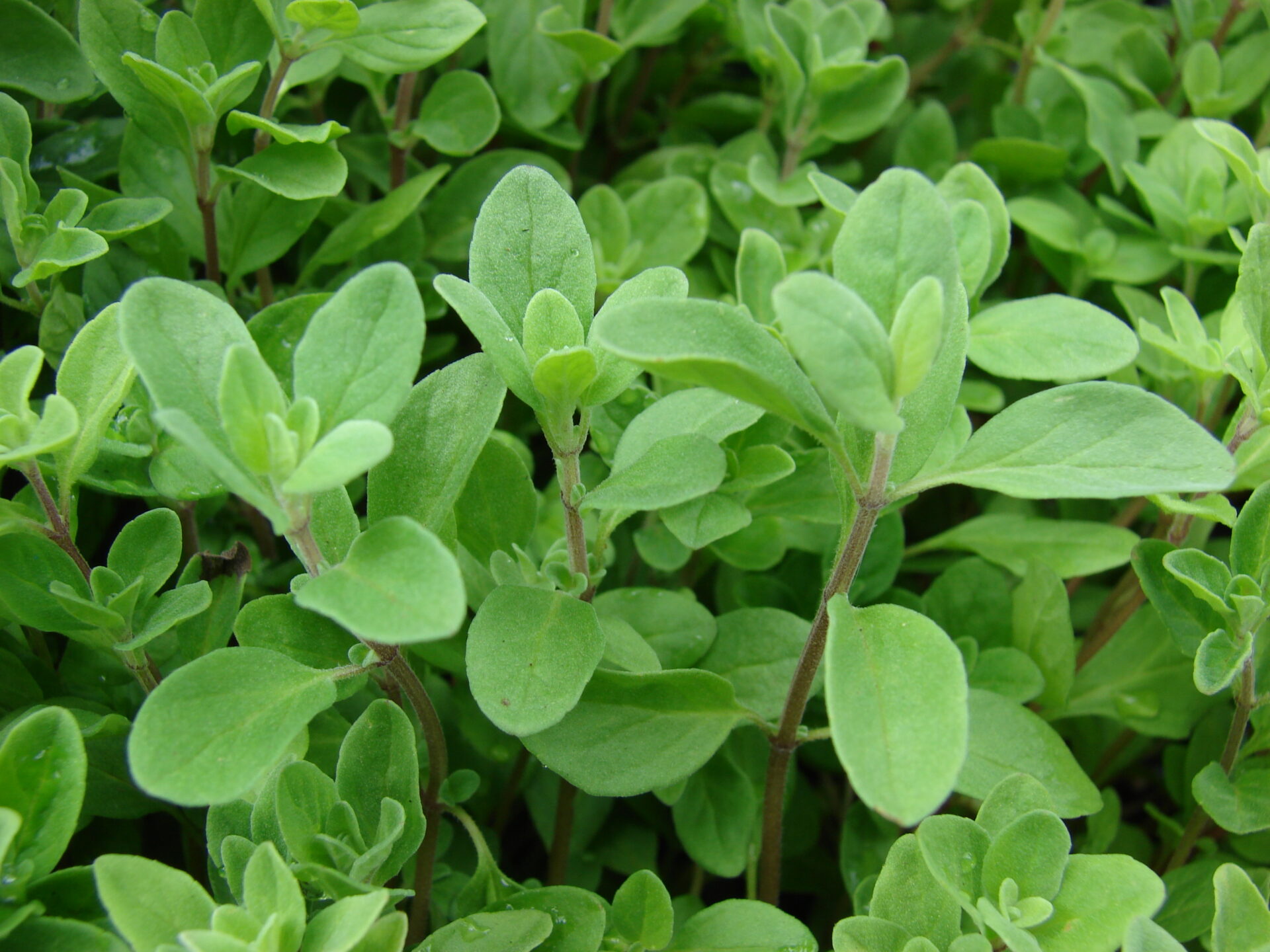 Sød Merian/Havemerian - Origanum majorana L - Billede 2