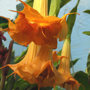 Engletrompet - Brugmansia sanguinea - Orange