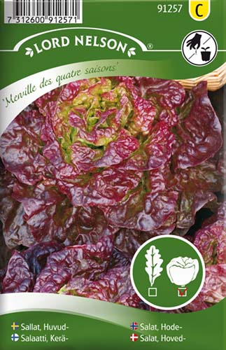 Salat - Merville des quatre saison - ØKO - Billede 4