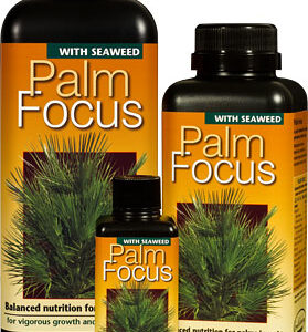 GT Palm Focus 1 Liter