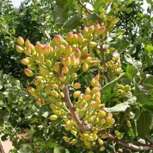 Ægte Pistacie Nød - Pistacia vera