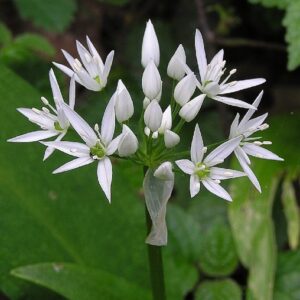 Ramsløg - Allium ursinum
