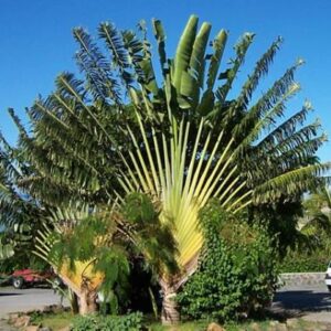 Travellers Palm - Ravenala madagascariensis