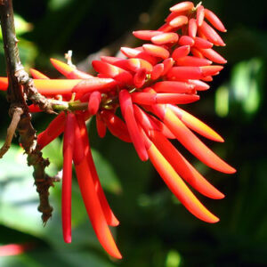 Koral Træ - Erythrina Rubrinerva