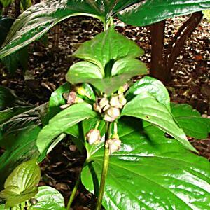 Flagermuselilje Grøn - Tacca palmata