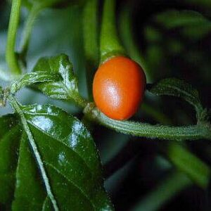 Chiltepin - chilli