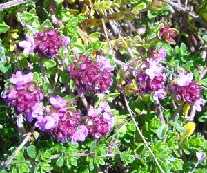 Bredbladet Timian - Thymus pulegioides