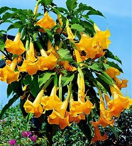 Engletrompet - Brugmansia sanguinea 'Aurea' - Gul