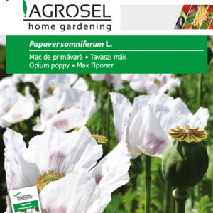 Opiums Valmue - Papaver somniferum L