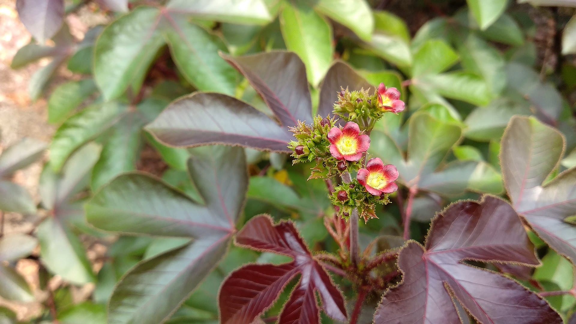 Sort krabbebusk - Jatropha gossypiifolia. - Billede 2