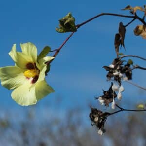 Sea island Bomuld - Gossypium barbadense