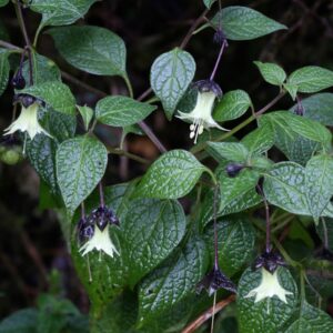 Jaltomata Viridiflora