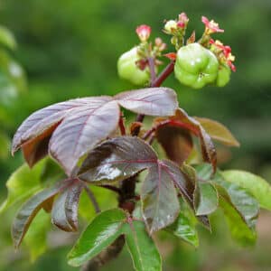 Sort krabbebusk - Jatropha gossypiifolia.