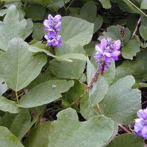Kudzu - Pueraria Montana
