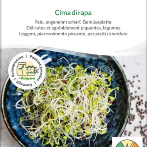 Øko / Biodynamiske broccolini spire frø til mikro grønt
