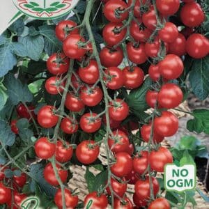 Cherrytomat - Ciliecino a Grappolo - Solanum Lycopersicum L - Italia