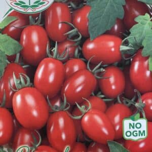 Cherrytomat - Tomito F1 - Italia