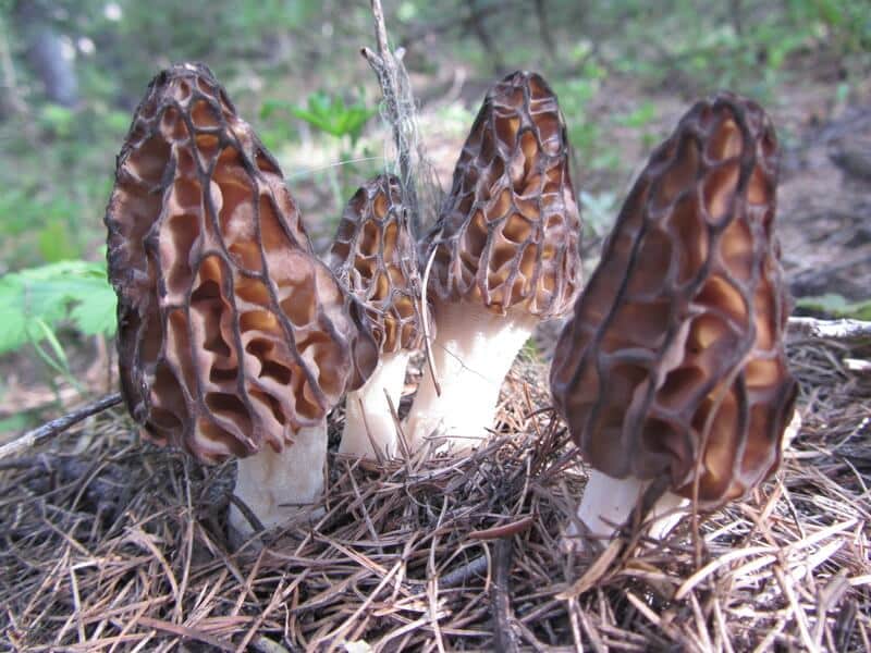 Morkler mycelium - Billede 3