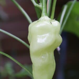 Aji White Wax - C.Baccatum