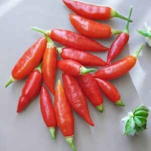 Aji Challuaruro - C.Baccatum