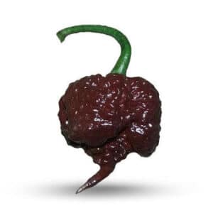 Carolina Reaper Lava Chocolate - C.Chinense