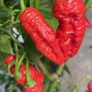 Kaos Chili - C.Chinense