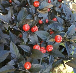 Costa Rica Orange - C. Frutescens