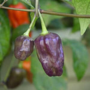 Purple Naga Viper - C.Chinense
