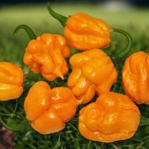 JMOA Scotch Bonnet Orange - C.Chinense