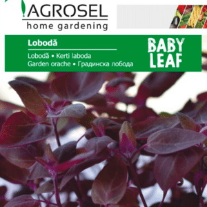 Havesyre - Garden Orache – Baby Leaf - PG8