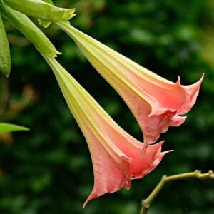 Engletrompet Mix - Brugmansia Mix