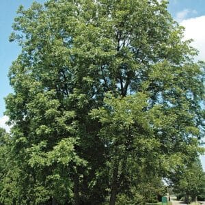 Pekantræ Frø - Carya illinoiensis