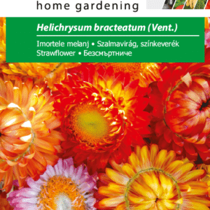 Evighedsblomst - Helichrysum bracteatum - PG2
