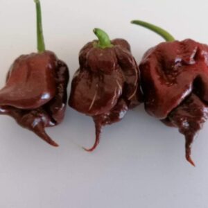 Lord Voldemort X Moruga Brown - C.Chinense