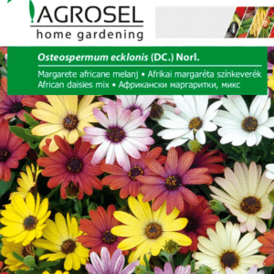 Spansk Marguerit - Osteospermum ecklonis (DC.) Norl. - PG3