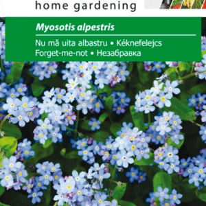 Forglemmigej - Myosotis alpestris